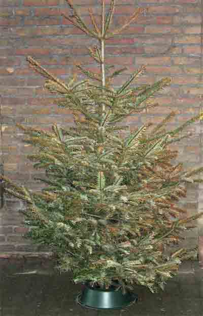 Weinachtsbaum Anfang Februar 2014 auf der Terrasse