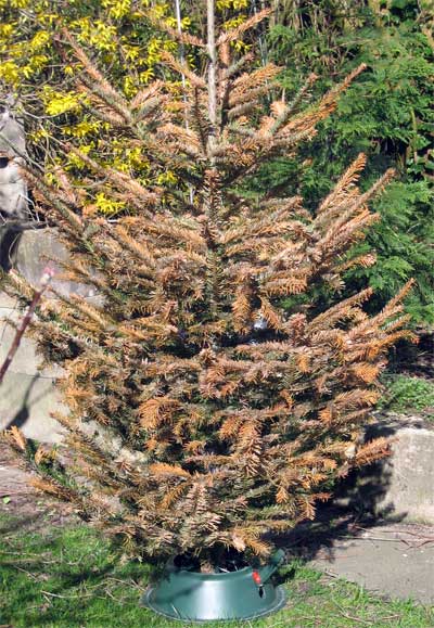 Weihnachtsbaum am 25.4.2014 bei den Forsythien